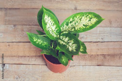 Dieffenbachia or dumbcane wood background in flower pot photo