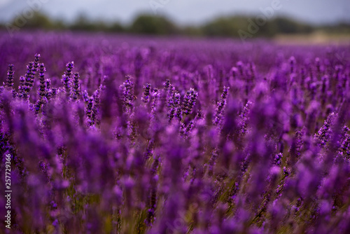 Bliska Krzewy lawendowych purpurowych aromatycznych kwiatów