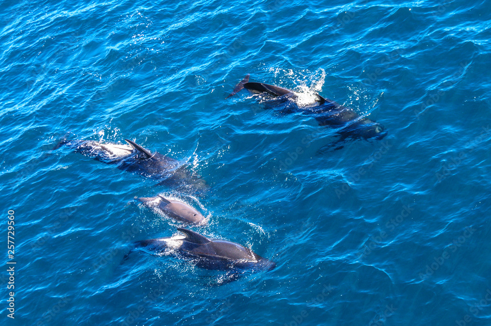 Fototapeta premium Long-Finned Pilot Whales in the Southern Atlantic Ocean