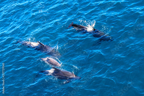 Long-Finned Pilot Whales in the Southern Atlantic Ocean © Goldilock Project