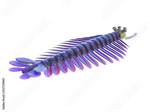 3d rendered illustration of an Opabinia photo