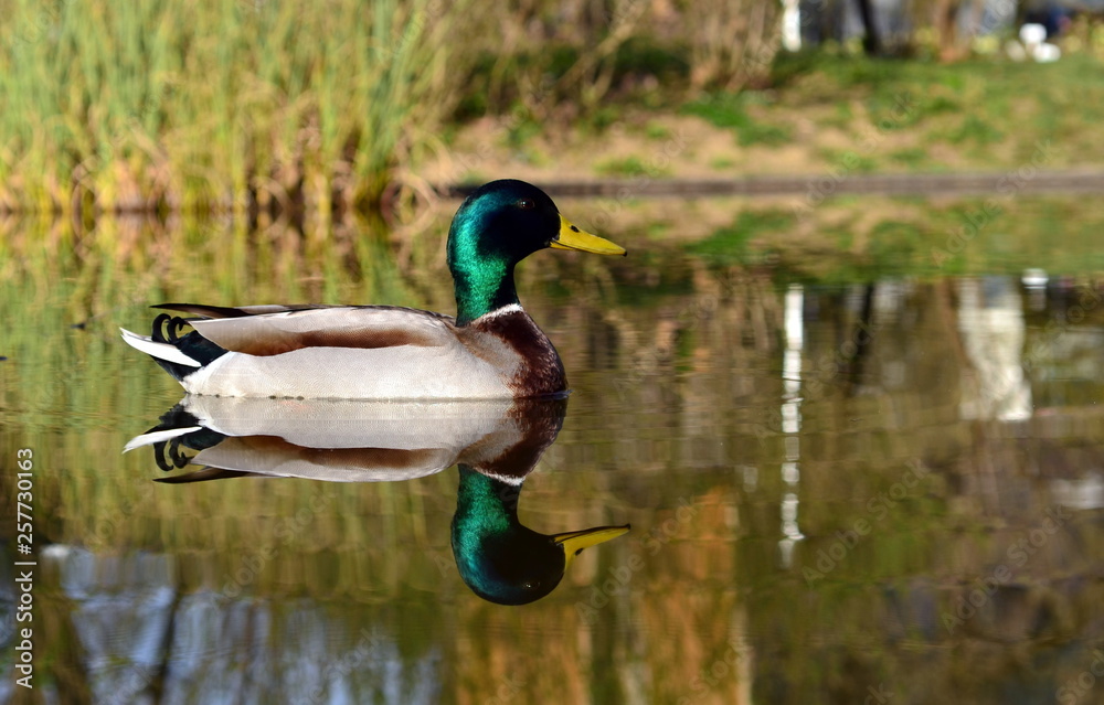 Fototapeta premium Erpel im Botanischen Garten