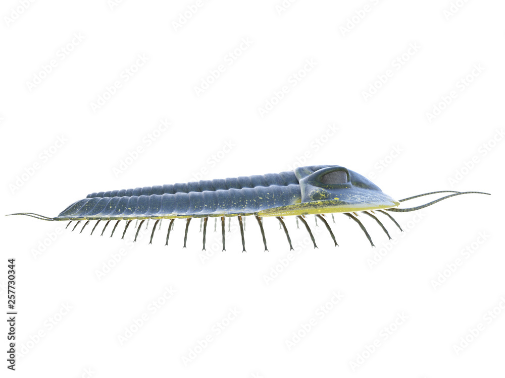 3d rendered illustration of a Trilobite 3d rendered illustration of a Trilobite