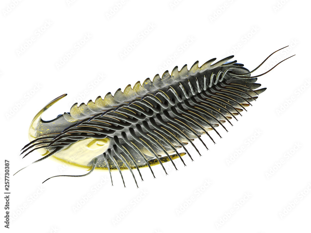 3d rendered illustration of a Trilobite 3d rendered illustration of a Trilobite