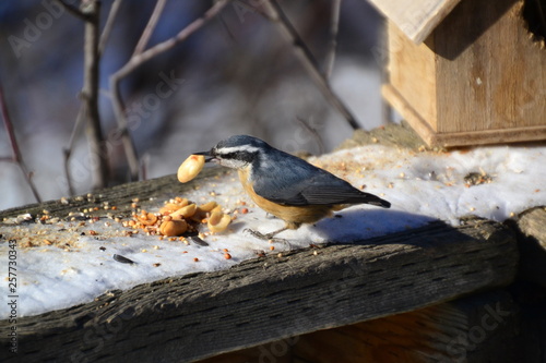Red-breasted Nuthatch having Lunch