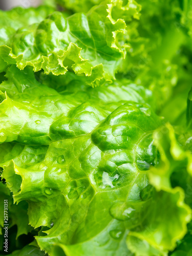 Growing green lettuce leaves with drops of water close up