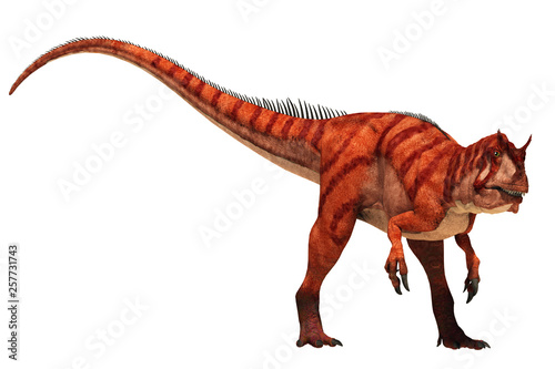 An Allosaurus with and orange and red skin stands ready for a fight.  This theropod dinosaur was one of the prehistoric apex predators of the Jurassic era.  On a white background. 3D Rendering.