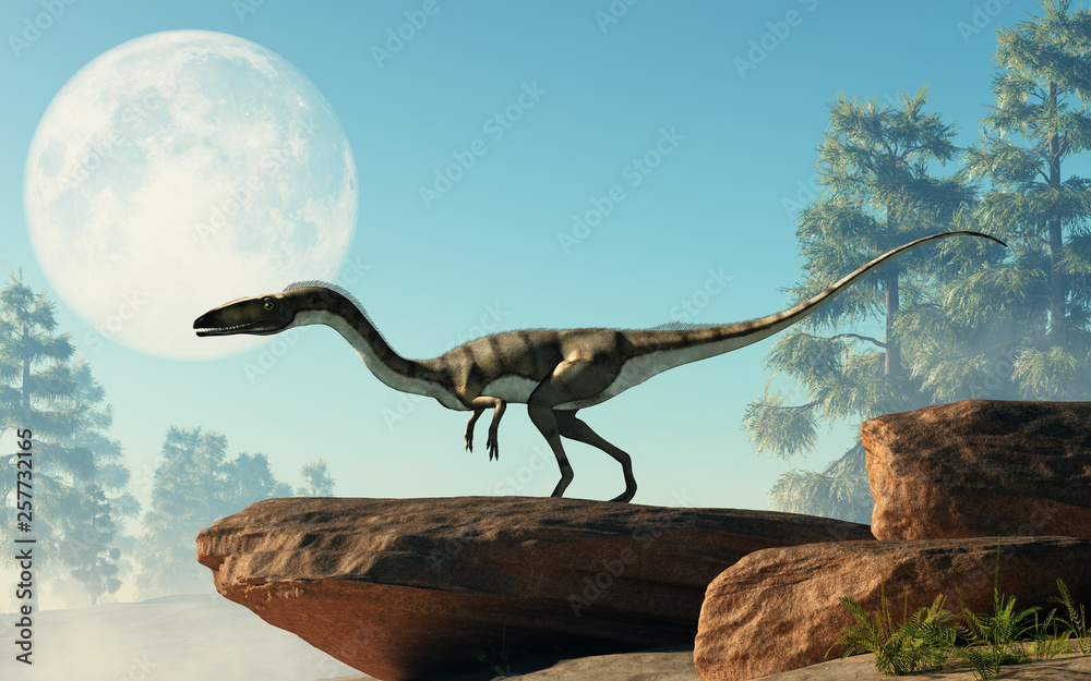 Coelophysis, one of the earliest dinosaurs, was a carnivorous theropod. Here it stands on a rock under a full moon that is out in the sky on a cretaceous era afternoon. 3D Rendering. Coelophysis, one of the earliest dinosaurs, was a carnivorous theropod. Here it stands on a rock under a full moon that is out in the sky on a cretaceous era afternoon. 3D Rendering.