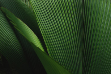 Papier peint photo Photographie macro Plante verte feuillue luxuriante  © Chris