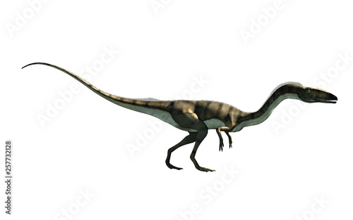 Coelophysis  one of the earliest dinosaurs  was a carnivorous theropod.  Here is one in profile on a white background.  This one is brown with black stripes. 3D Rendering. 