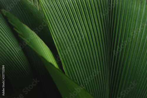 Leafy green plant