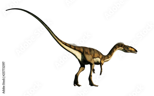 coelophysis  one of the earliest dinosaurs  was a carnivorous theropod.  Here is one turned away on a white background.  This one is brown with black stripes. 3D Rendering. 