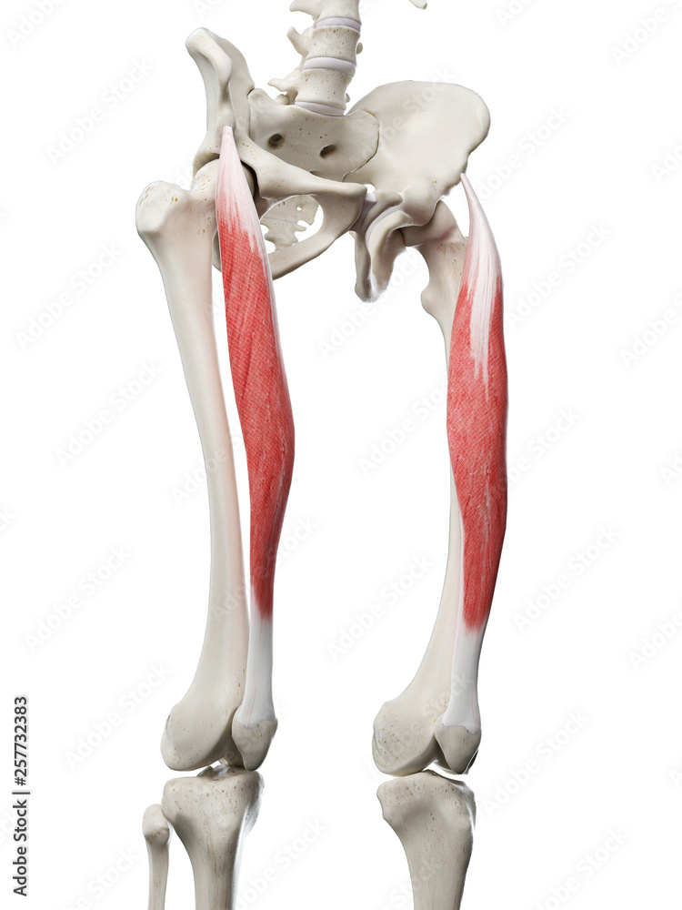 3d rendered medically accurate illustration of a womans Rectus Femoris 3d rendered medically accurate illustration of a womans Rectus Femoris