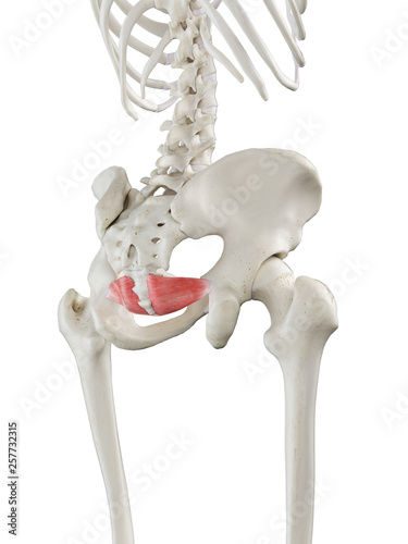 3d rendered medically accurate illustration of a womans Iliococcygeus