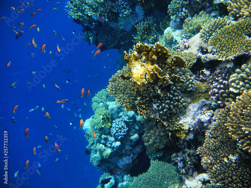 Fototapeta Naklejka Na Ścianę i Meble -  Deep blue Sea. Red Sea and beautiful fish.