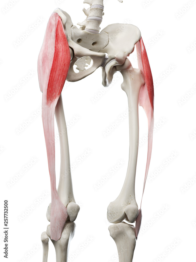 3d rendered medically accurate illustration of a womans Tensor Fascia Lata  Stock Illustration