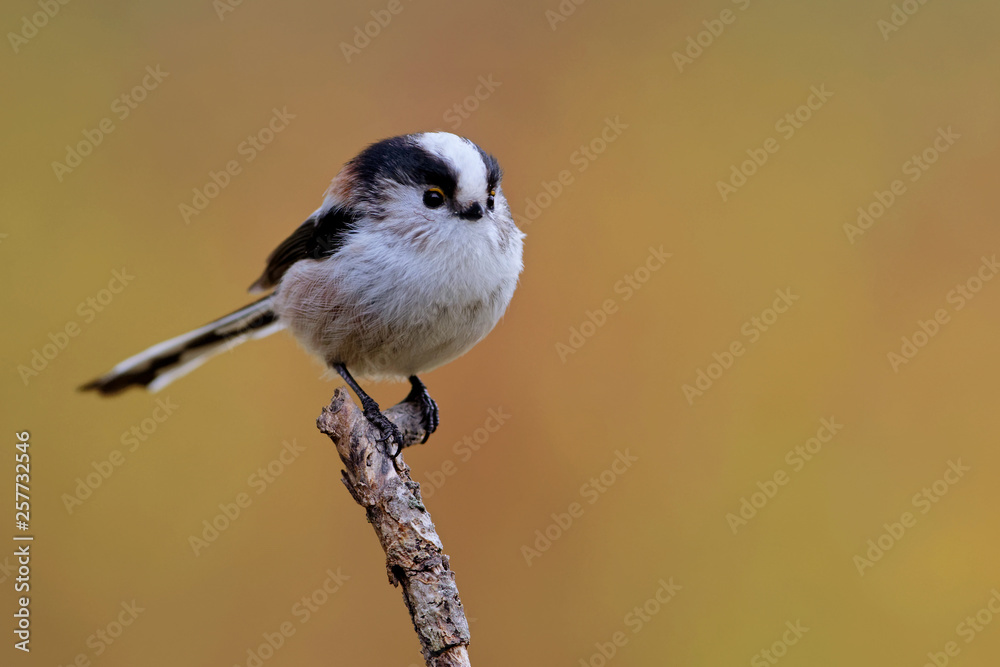 Fototapeta premium Schwanzmeise