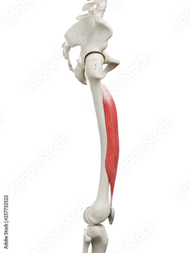 3d rendered medically accurate illustration of a womans Vastus Intermedius