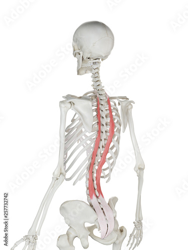 3d rendered medically accurate illustration of a womans Longissimus Thoracis