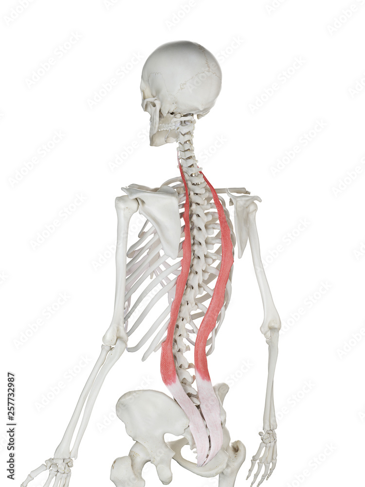 3d rendered medically accurate illustration of a womans Iliocostalis 3d rendered medically accurate illustration of a womans Iliocostalis