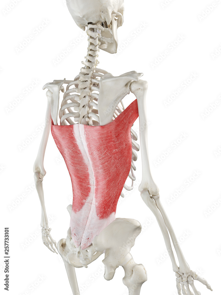 3d rendered medically accurate illustration of a womans Latissimus Dorsi