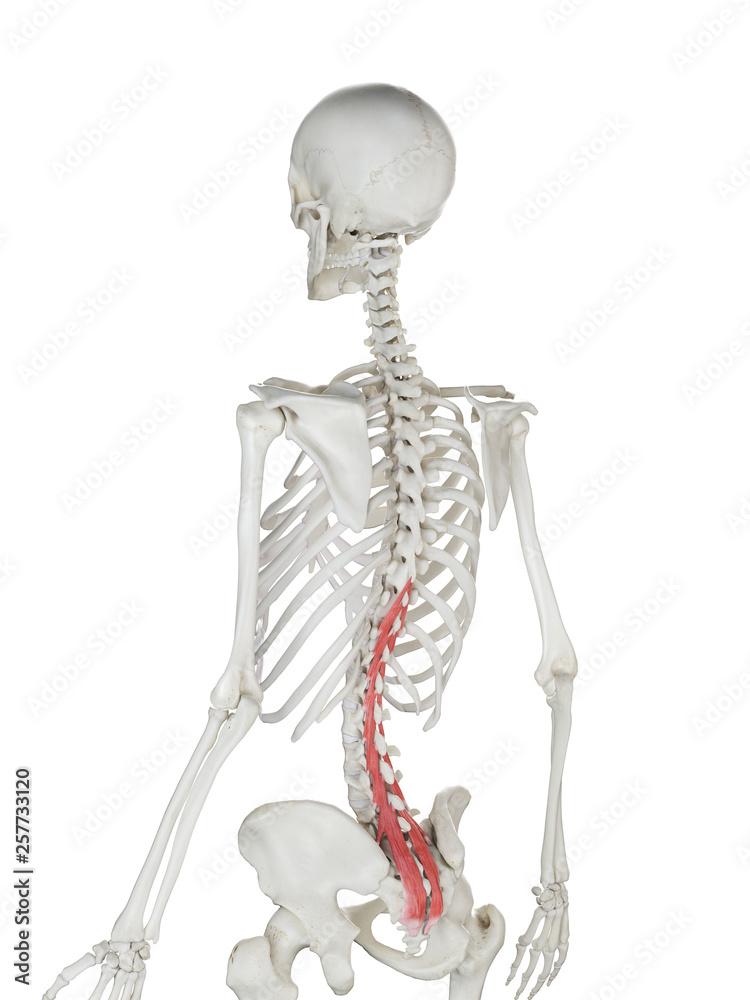 3d rendered medically accurate illustration of a womans Multifidus