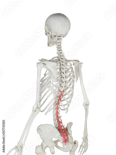 3d rendered medically accurate illustration of a womans Multifidus