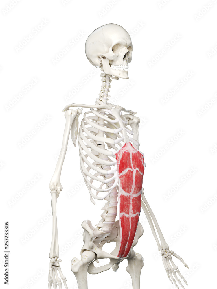 3d rendered medically accurate illustration of a womans Rectus Abdominis