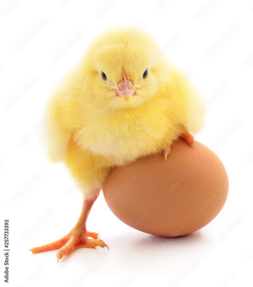 Fototapeta premium Small chicken and egg isolated.