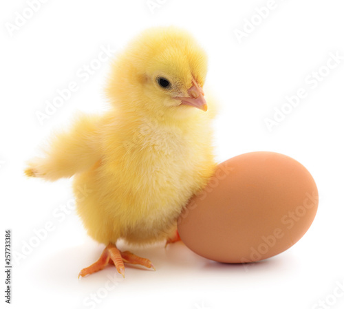 Small chicken and egg isolated.