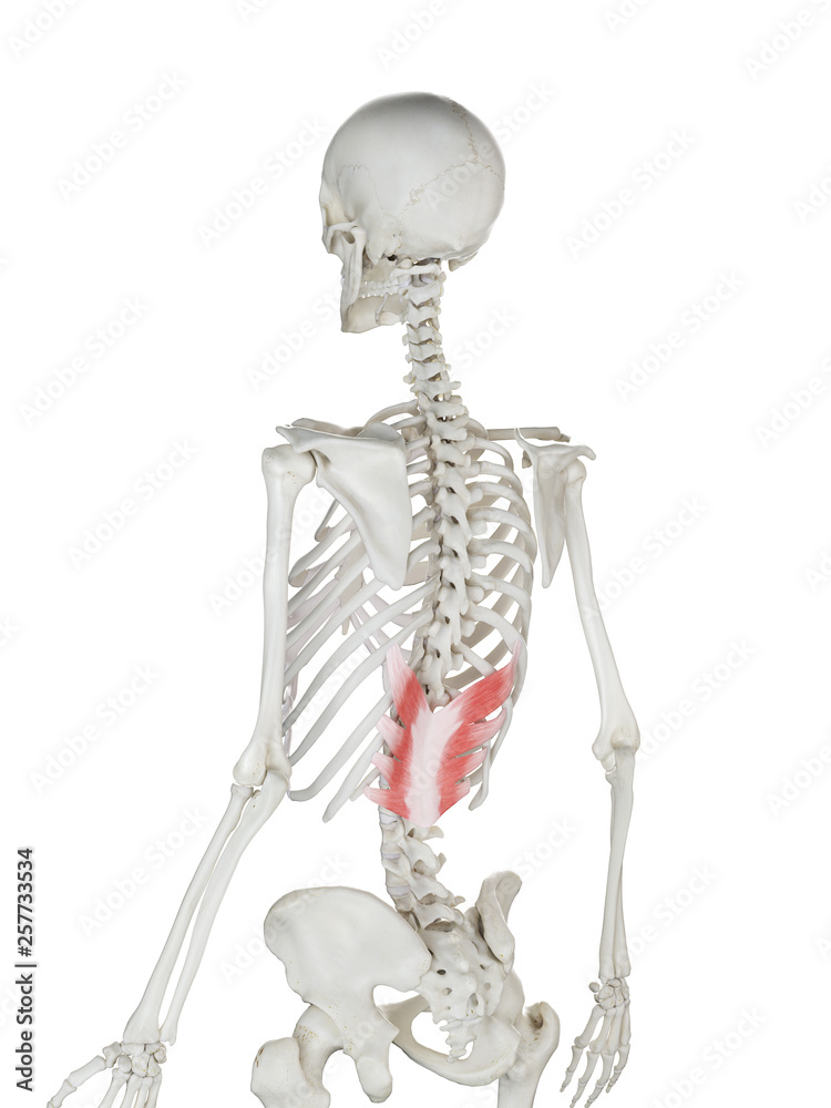 3d rendered medically accurate illustration of a womans Serratus Posterior Inferior