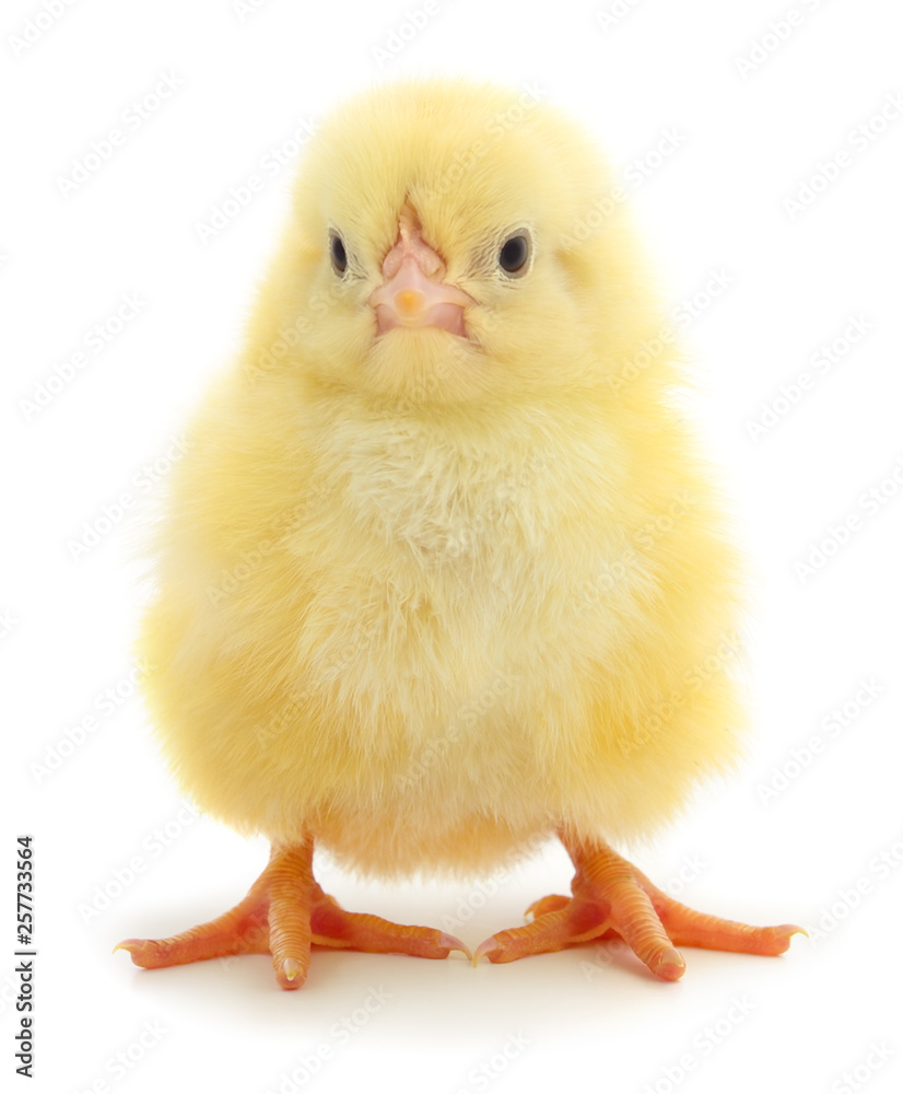 Little chicken isolated. Little chicken isolated.