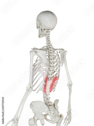 3d rendered medically accurate illustration of a womans Serratus Posterior Inferior