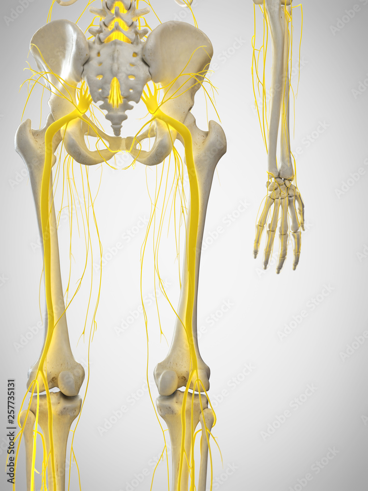 3d rendered medically accurate illustration of the sciatic nerve 3d rendered medically accurate illustration of the sciatic nerve