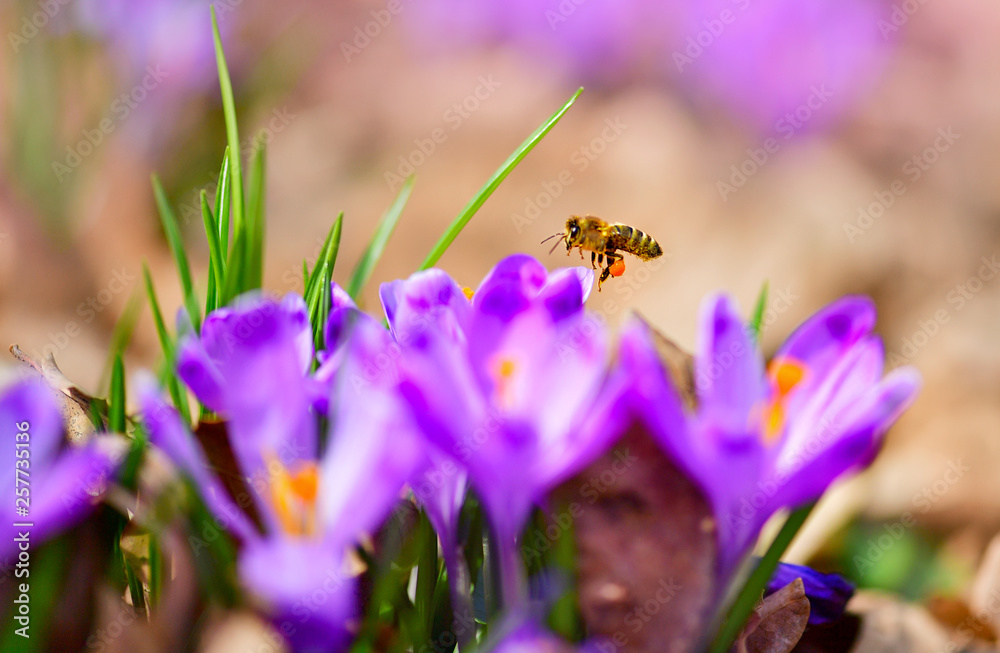 Fototapeta premium The bee collects nectar from the first spring violet flowers - Crocus heuffelianus - in Carpathian forest