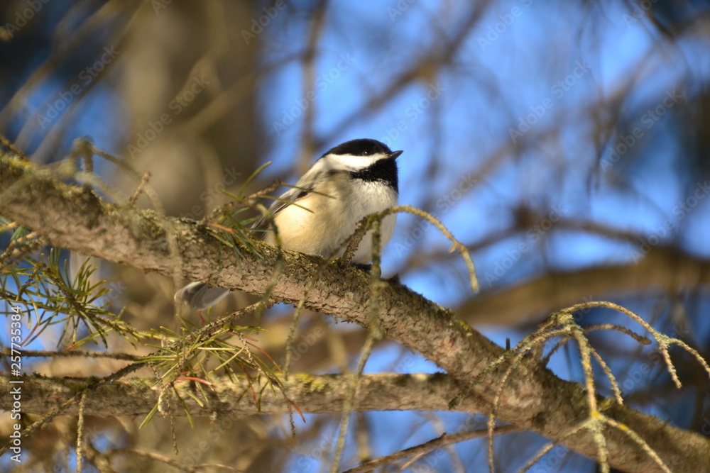 Black-capped Chickadee on a Branch Black-capped Chickadee on a Branch