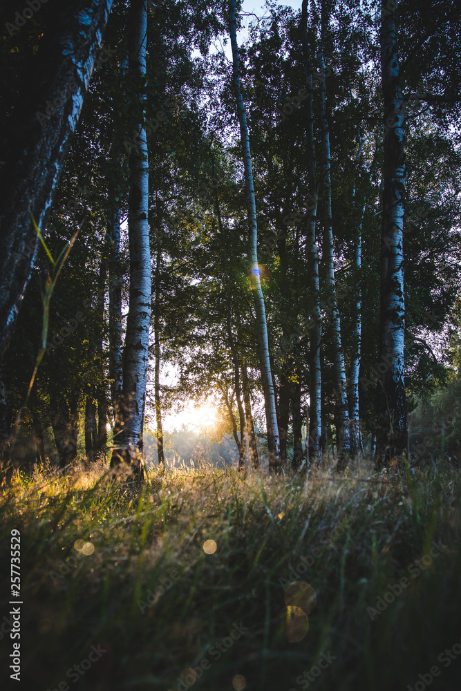 Obraz premium Morgenwald