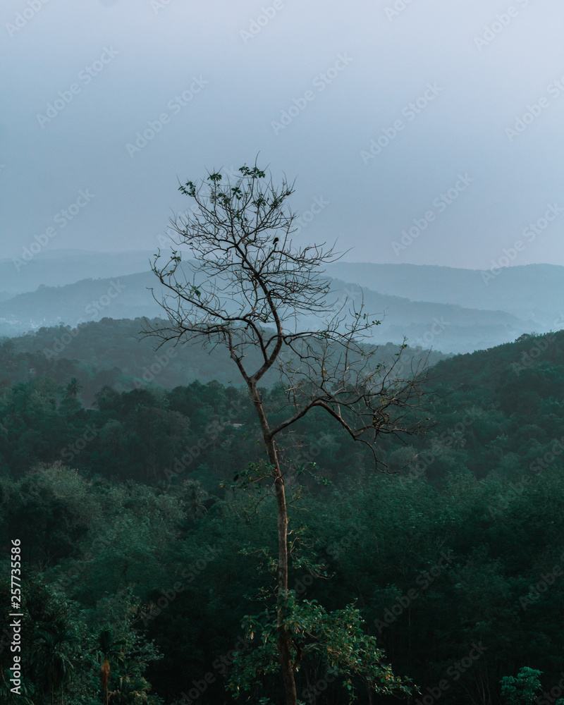 Obraz premium mountain views with a lonely tree