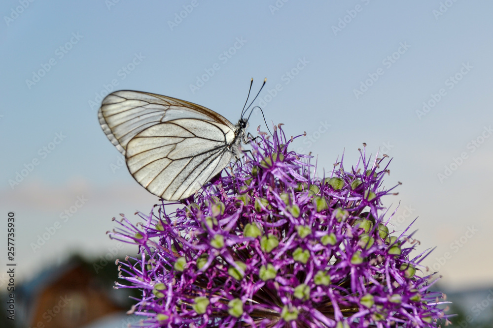 Butterfly sitting on purple flowers with a blurred background.