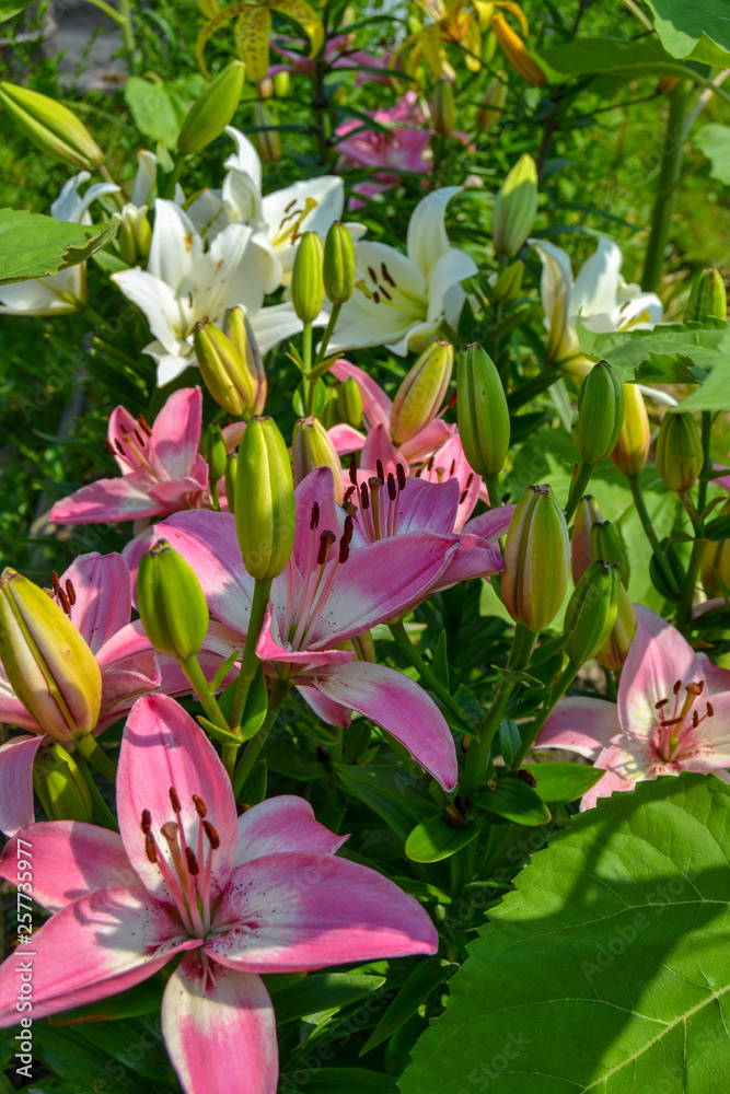 Pink and white lilies