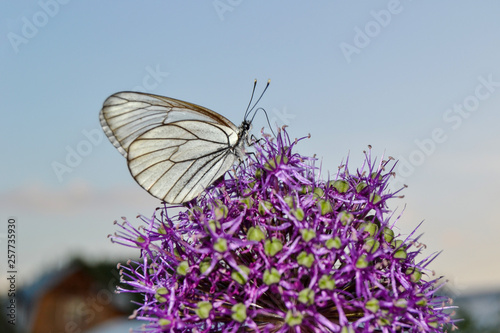 Obraz na płótnie Butterfly sitting on purple flowers with a blurred background. w salonie