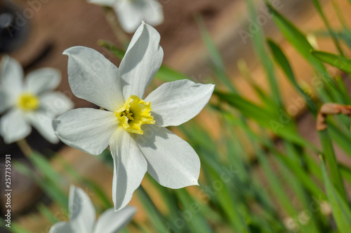 Obraz na płótnie Nartsiss with white petals and yellow center on a blurred background w salonie