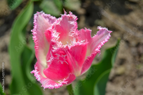 Obraz na płótnie Light pink tulip with fringed petals and blurred background w salonie