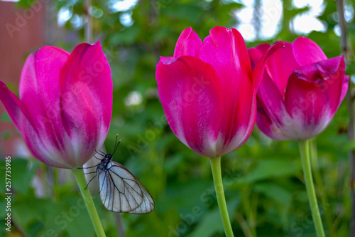 Obraz na płótnie Pink tulips with a butterfly on the stem and green blurred background w salonie