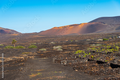 Unique panoramic view of volcanoes and vine yards with grape vines on volcanic lava sand at La Geria wine region, Lanzarote Canary Islands, Spain. The mountains of fire in the background