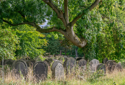Scary tree in graveyard