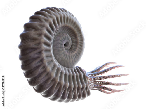 Photos 3d rendered illustration of an Ammonite