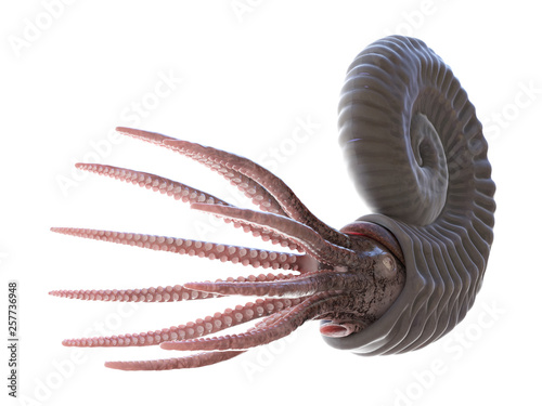 3d rendered illustration of an Ammonite photo