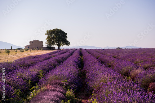 old brick house and lonely tree at lavender field
