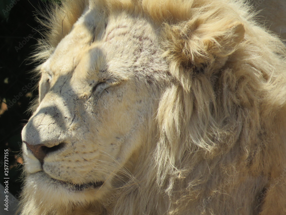 Naklejka premium portret lwa